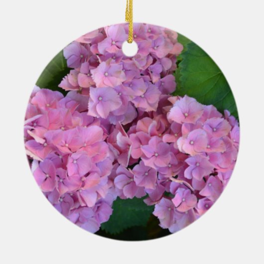 Pastel pink Hortensia hydrangea bloom Keramisch Ornament (Achterkant)