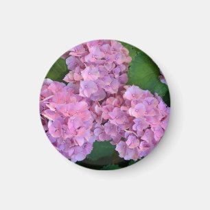 Pastel pink Hortensia hydrangea bloom Magneet