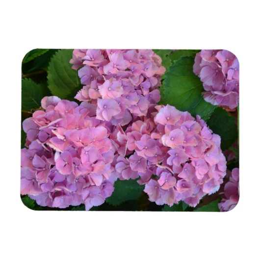 Pastel pink Hortensia hydrangea bloom Magneet (Horizontaal)