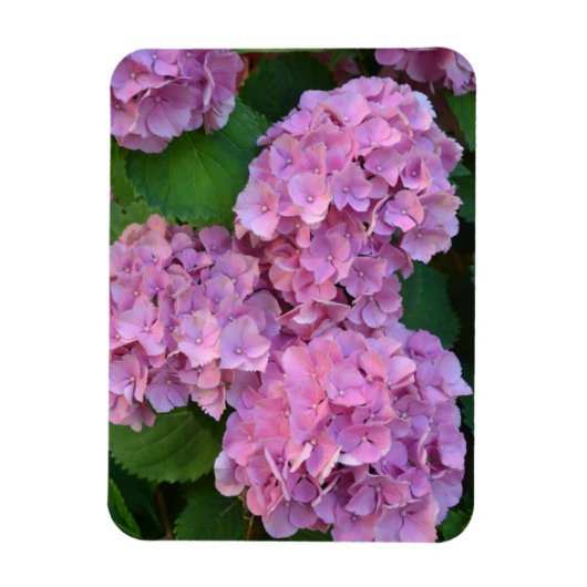 Pastel pink Hortensia hydrangea bloom Magneet (Verticaal)