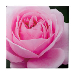 Pastel Pink Rose Tegel Tegeltje