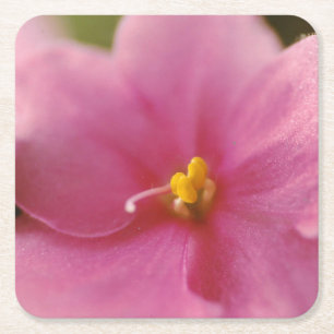 Pastel roze Afrikaanse Violet (Saintpaulia) Bloem Kartonnen Onderzetters