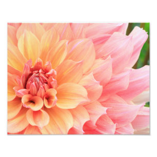 Pastel Roze en Geel Dinnerplate Dahlia Foto Afdruk