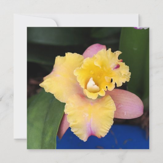 Pastel roze en gele orchidee (Voorkant)