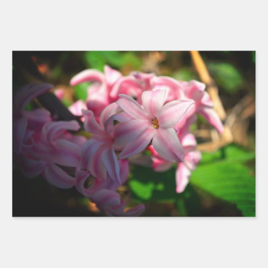 Pastel roze hyacint (Hyacinthus) Bloem Inpakpapier Vel (Voorkant 2)