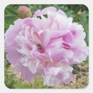Pastel roze pioen en honing bij vierkante sticker