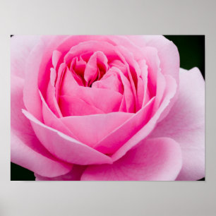 Pastel Roze Poster
