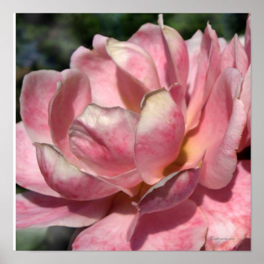 Pastel Roze Poster Afdrukken (Voorkant)