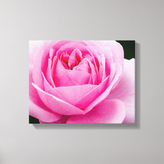 Pastel Roze Rose Canvas Print (Voorkant)