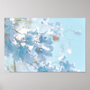 Pastel Soft Blue Jacaranda Tree Flowers Blossom Poster