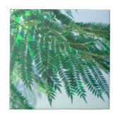 Pastel Theme Jacaranda Tree Leaves Tegeltje (Voorkant)