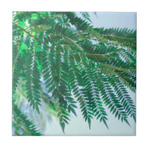 Pastel Theme Jacaranda Tree Leaves Tegeltje
