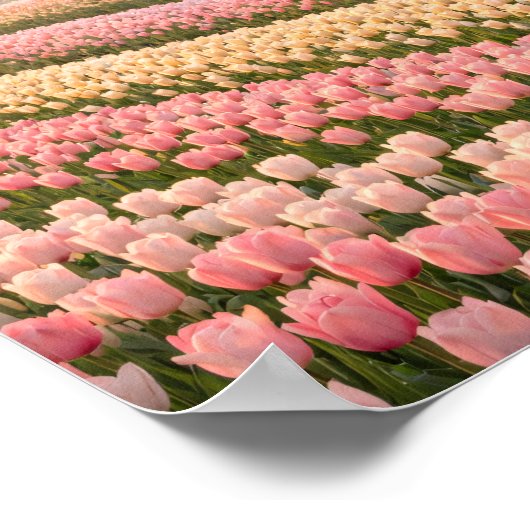 Pastel Tulip Fields Poster - Spring Flower (Hoek)