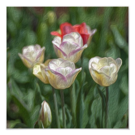 Pastel Tulips Foto Afdruk (Voorkant)