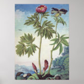  pastel Waterverf pioen illustratie Poster (Voorkant)