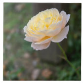 Pastel Yellow Pink Rose Tegeltje (Voorkant)
