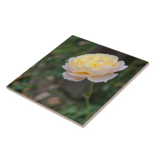 Pastel Yellow Pink Rose Tegeltje