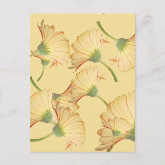 Pastelkleur Gele Daisy Background Briefkaart (Voorkant)