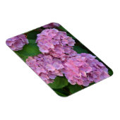 Pastelroze Hortensia hydrangea bloem Magneet (Rechterzijde)