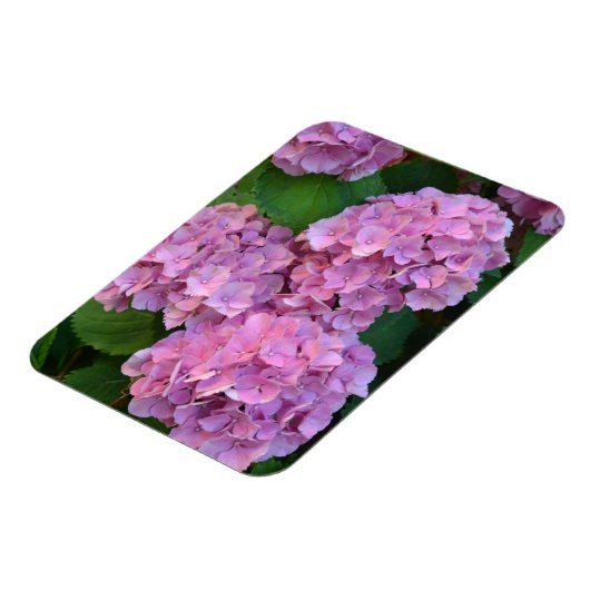 Pastelroze Hortensia hydrangea bloem Magneet (Linkerzijde)