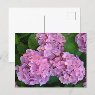 Pastelroze Hortensia hydrangea bloemen Briefkaart