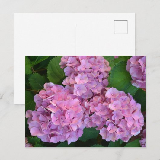 Pastelroze Hortensia hydrangea bloemen Briefkaart (Voorkant / Achterkant)