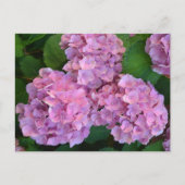 Pastelroze Hortensia hydrangea bloemen Briefkaart (Voorkant)