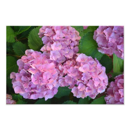 Pastelroze Hortensia hydrangea bloemen Foto Afdruk (Voorkant)