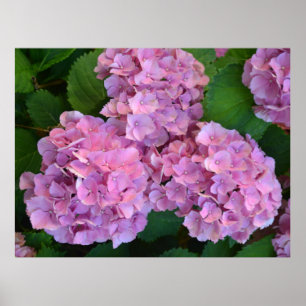 Pastelroze Hortensia hydrangea bloemen Poster