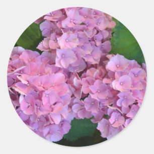 Pastelroze Hortensia hydrangea bloemen  Ronde Sticker