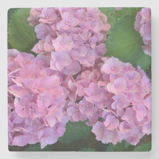 Pastelroze Hortensia hydrangea bloemen Stenen Onderzetter (Voorkant)