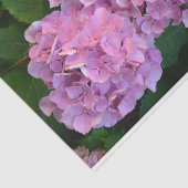 Pastelroze Hortensia hydrangea bloemen Tissuepapier (Detail)