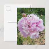 Pastelroze Pioen en Honingbij Briefkaart (Voorkant / Achterkant)