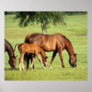 Pastoral Art Print -24x20 - andere formaten