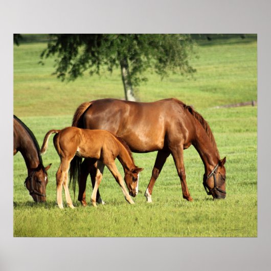 Pastoral Art Print -24x20 - andere formaten (Voorkant)