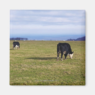 Pastorale scène van koeien in het veld die over h magneet