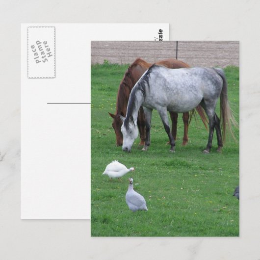 Pasture Briefkaarten #1 (Voorkant / Achterkant)