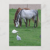 Pasture Briefkaarten #1 (Voorkant)