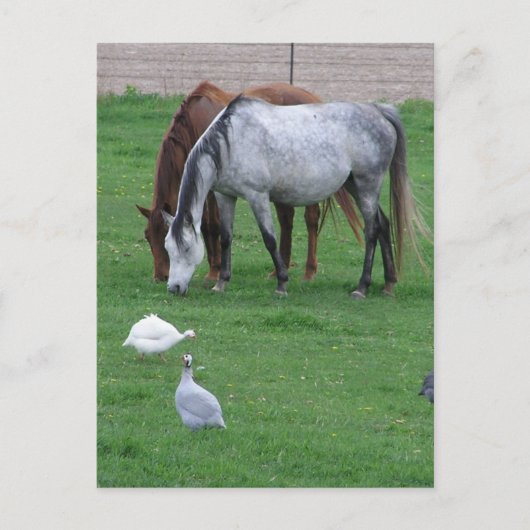 Pasture Briefkaarten #1 (Voorkant)