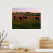 Pasture of Black Angus Poster (Keuken)