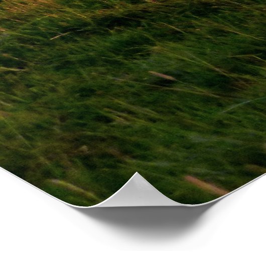 Pasture of Black Angus Poster (Hoek)