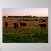 Pasture of Black Angus Poster (Voorkant)