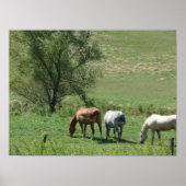 Pasture paarden poster (Voorkant)