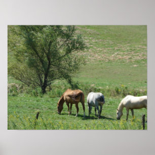 Pasture paarden poster
