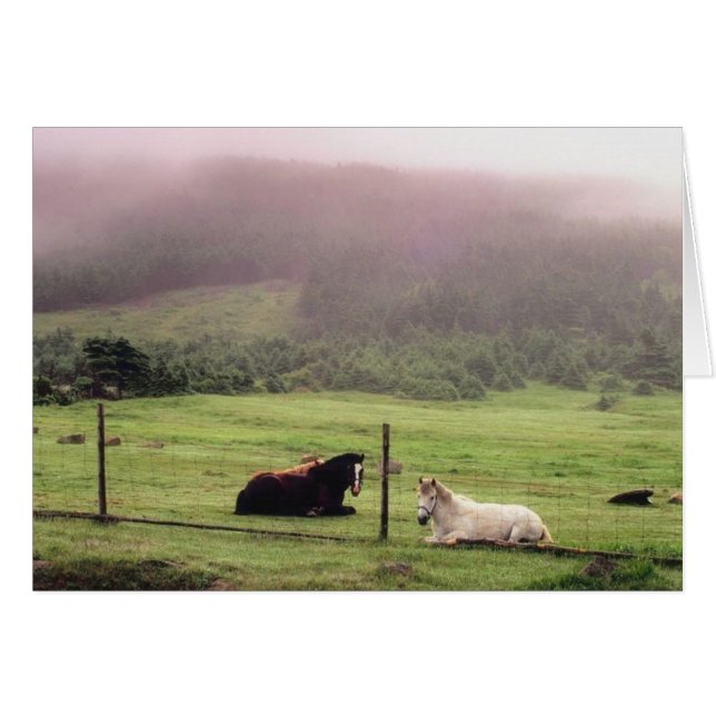 Pasture paarden testen (Voorkant Horizontaal)