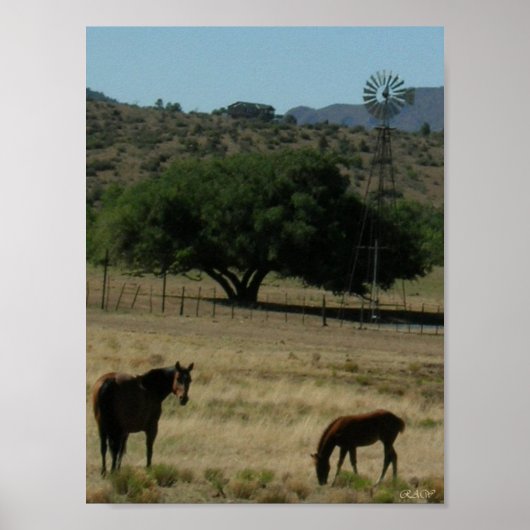 Pasture Perfect Poster (Voorkant)