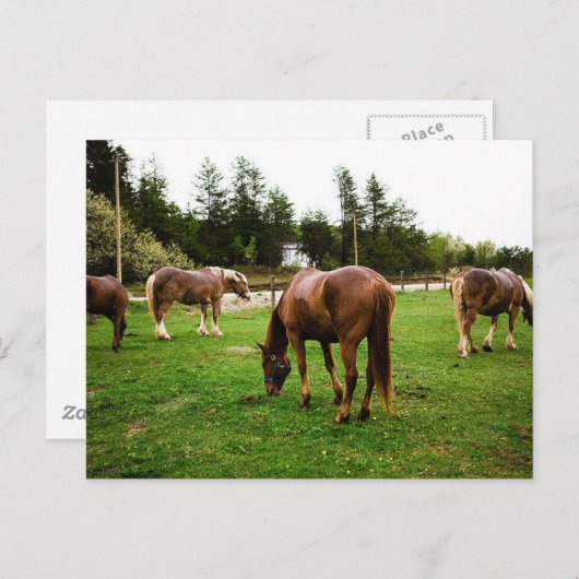 Pasture Scene Briefkaart (Voorkant / Achterkant)