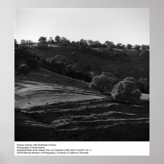 Pasture Scene door Ansel Adams Poster (Voorkant)