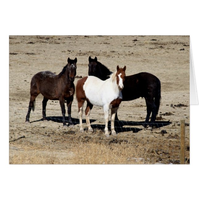 Pasture Trio (Voorkant Horizontaal)