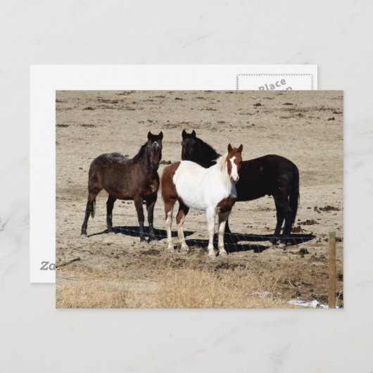 Pasture Trio Briefkaart (Voorkant / Achterkant)